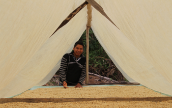 Kaffeekooperativen Bolivien