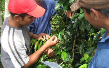 Kaffeekooperativen Nicaragua