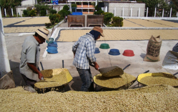 Kaffeekooperativen Guatemala