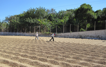 Kaffeekooperativen El Salvador